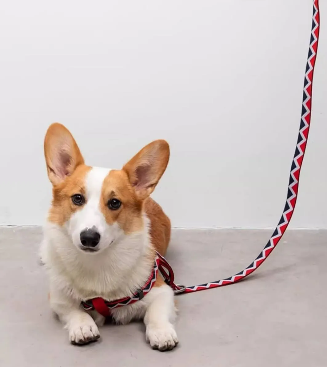 HiDREAM Durable Rainbow Multi-functional 210cm Nylon Dog Leash for Small Medium Large Dogs